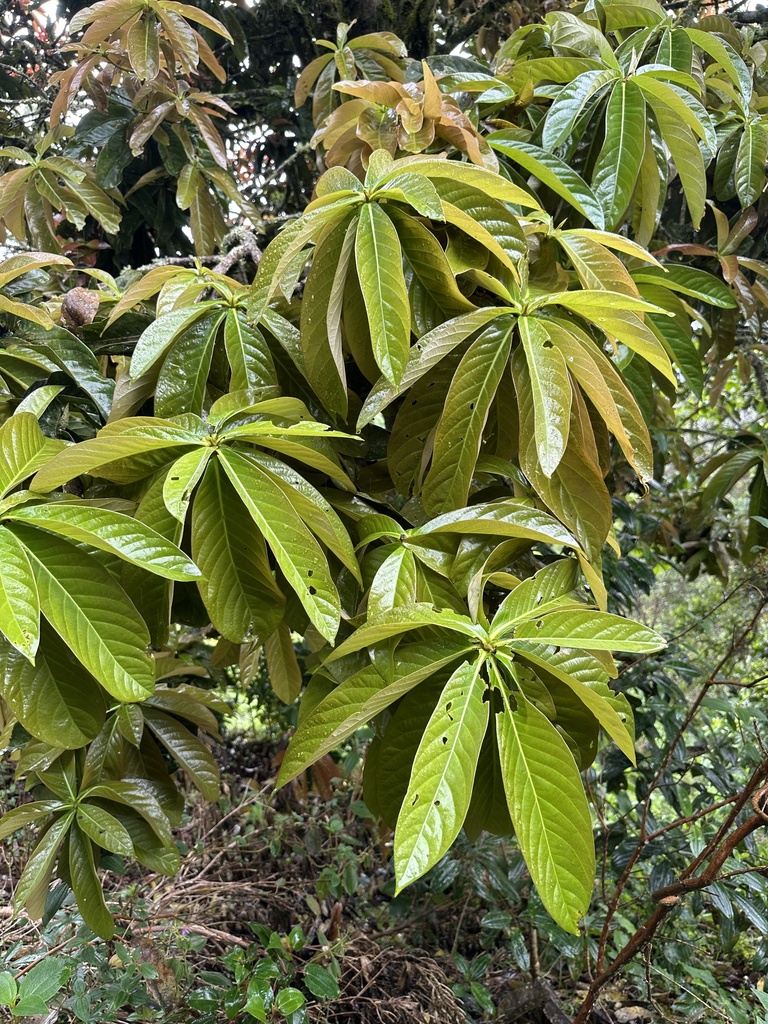 Aniba robusta (Aniba robusta)
