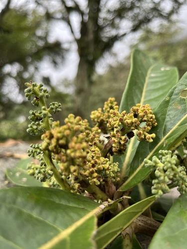Aniba robusta (Aniba robusta)