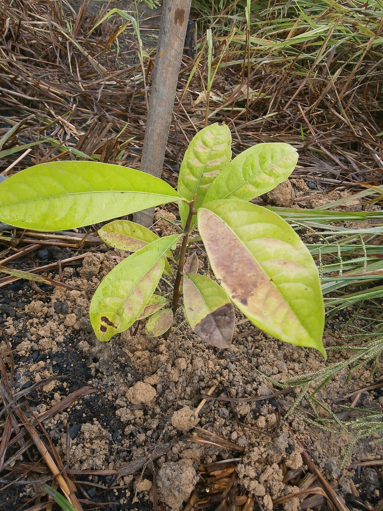 Rosaeodora: USO DA ESPECIE -Destaca-se na produção de óleo essencial de aroma agradável, rico em linalol e muito utilizado na indústria de perfumaria como fixador O óleo é