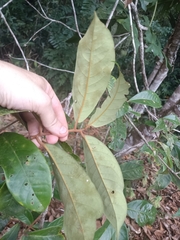 Aniba rosodora (Aniba rosodora)