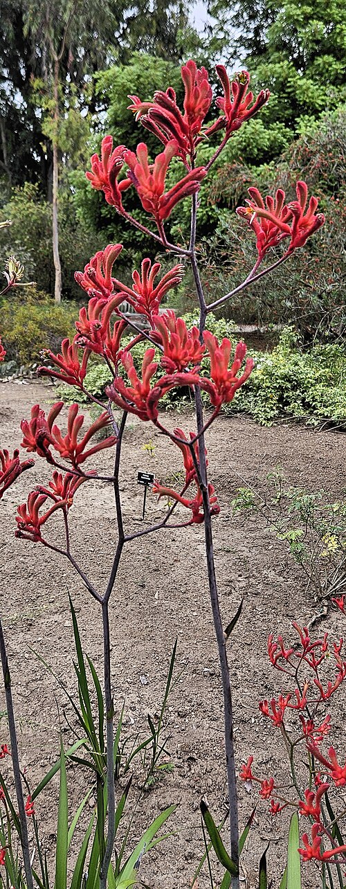 Anigozanthos flavidus: Flower stalk of an Anigozanthos flavidus . On display at the Huntington Library, Art Museum, and Botanical Garden, San Marino, California, USA.