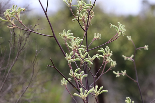 Anigozanthos flavidus (Anigozanthos flavidus)