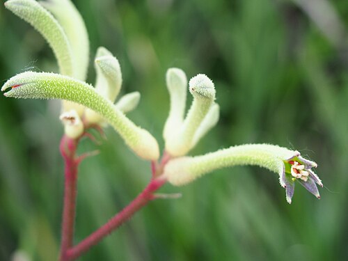 Anigozanthos flavidus: Tall kangaroo paw ( Anigozanthos flavidus ) cultivated in the Botanical Garden of the Comenius University in Bratislava, Slovakia.