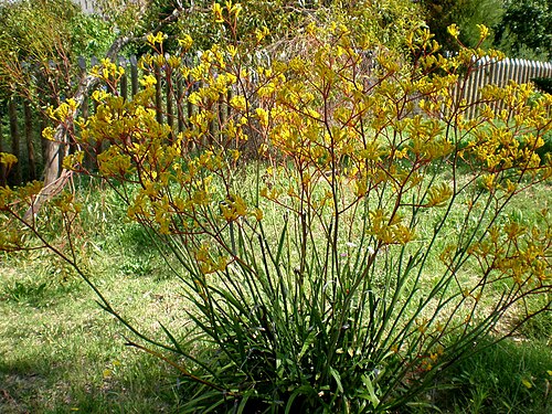 Anigozanthos flavidus: Jardín Botánico de Barcelona.