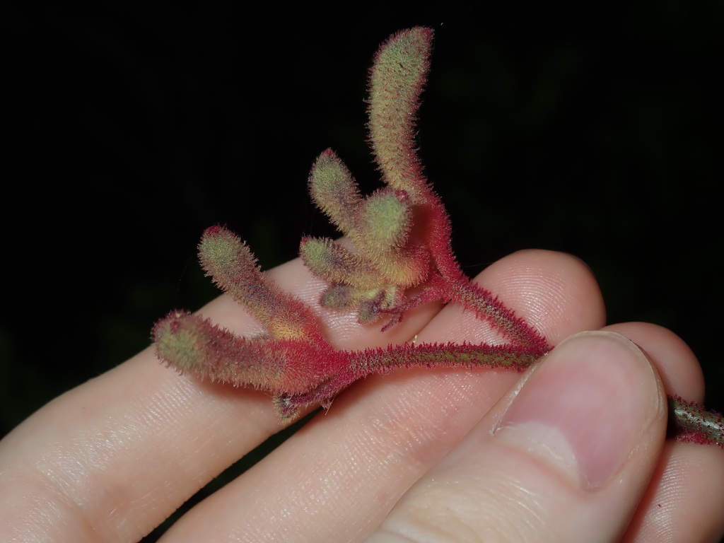 Anigozanthos flavidus (Anigozanthos flavidus)
