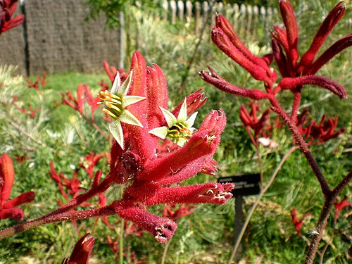 Anigozanthos flavidus: Jardín Botánico de Barcelona.