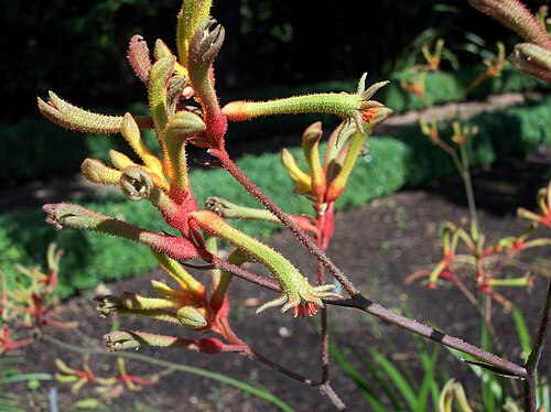 Anigozanthos flavidus: Anigozanthos flavidus . Real Jardín Botánico, Madrid, España.