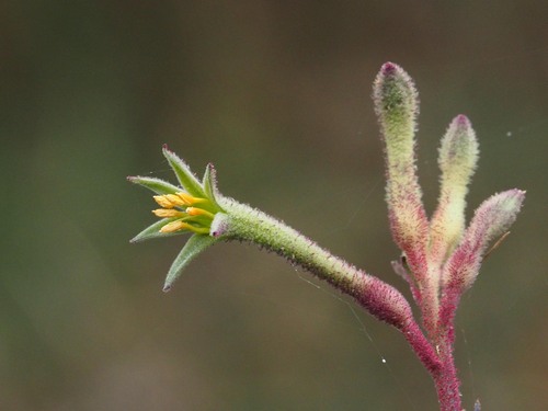 Anigozanthos flavidus (Anigozanthos flavidus)