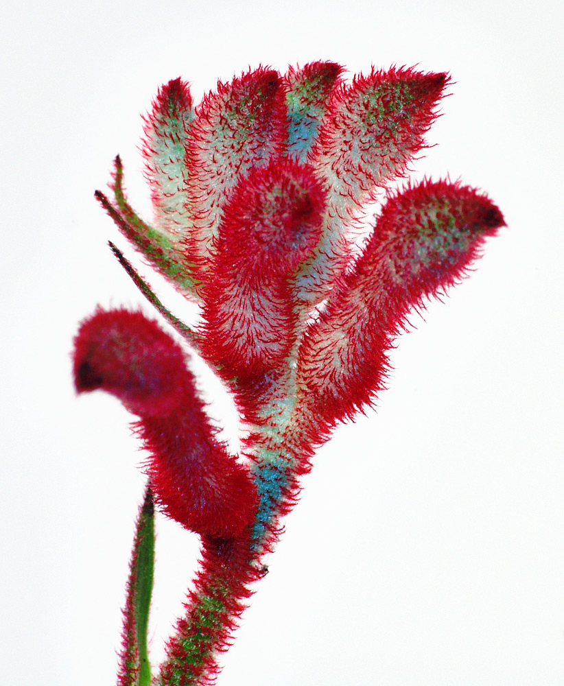Anigozanthos flavidus: This image shows a close-up foto of an Anigozanthos flavidus .
