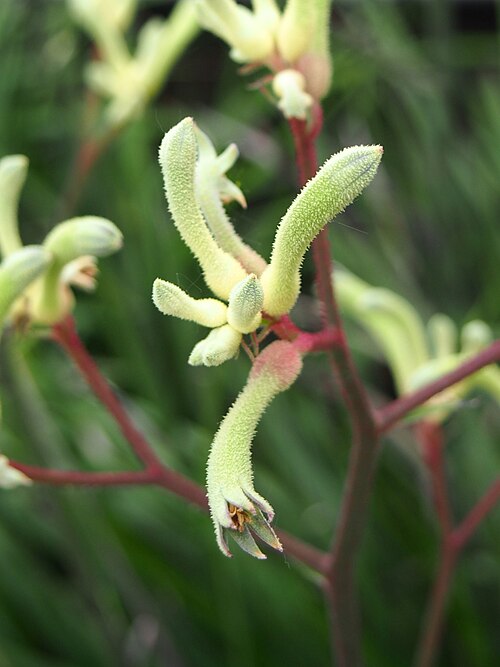 Anigozanthos flavidus: Tall kangaroo paw ( Anigozanthos flavidus ) cultivated in the Botanical Garden of the Comenius University in Bratislava, Slovakia.
