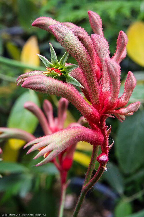 Anigozanthos flavidus: 500px provided description: Anigozanthos Flavidus [#flowers ,#red ,#color ,#flower ,#floral ,#summer ,#closeup ,#pink ,#garden ,#petal ,#flora ,#botanic ,#bloss