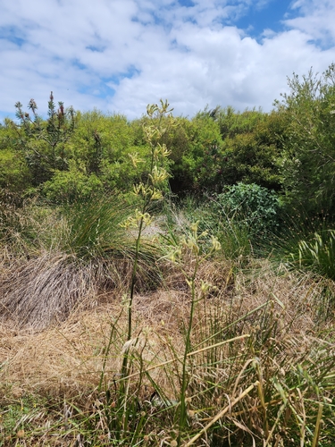 Anigozanthos flavidus (Anigozanthos flavidus)