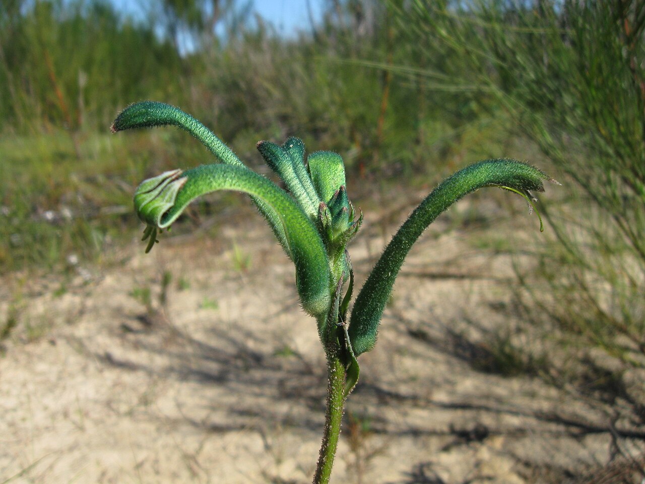 Anigozanthos viridis: Anigozanthos viridis
