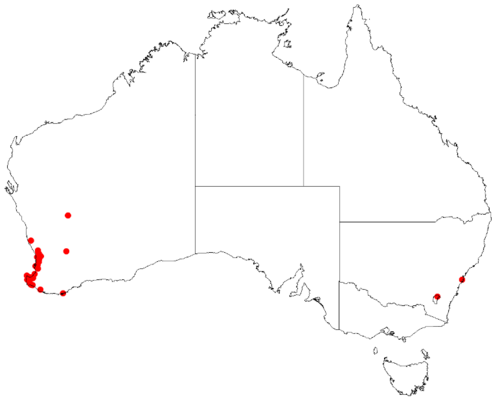 Anigozanthos viridis: Anigozanthos viridis occurrence data Downloaded from Australasian Virtual Herbarium 12 May 2017