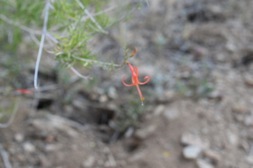 Narrowleaf desert honeysuckle (Anisacanthus linearis)