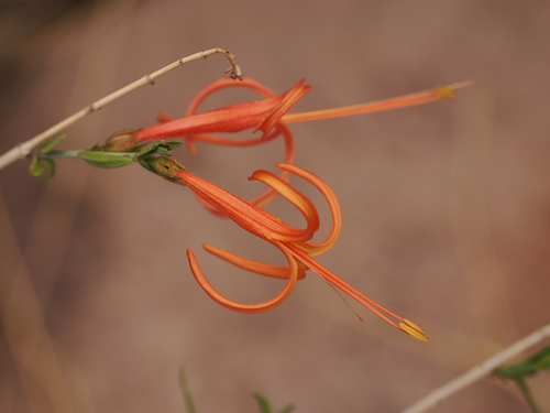 Narrowleaf desert honeysuckle (Anisacanthus linearis)