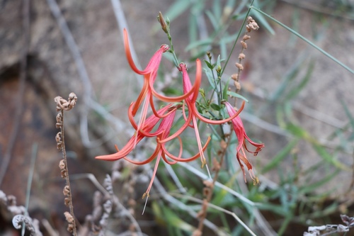 Narrowleaf desert honeysuckle (Anisacanthus linearis)