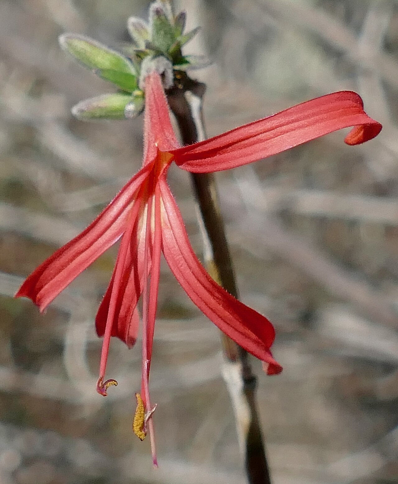Anisacanthus pumilus: El Charco del Ingenio Botanical Garden, San Miguel de Allende, Guanajuato, MEXICO