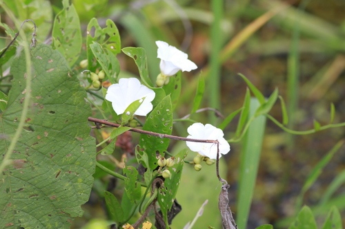 Aniseia luxurians (Aniseia luxurians)