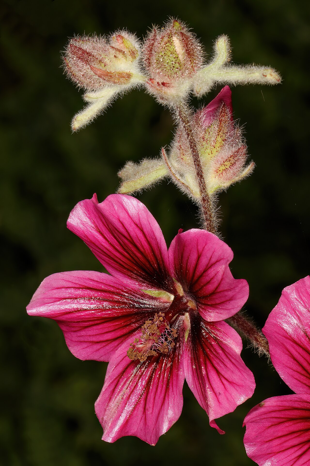Anisodontea anomala: Anisodontea anomala , flowers; Ramskop Nature Reserve, Clanwilliam, Western Cape, South Africa