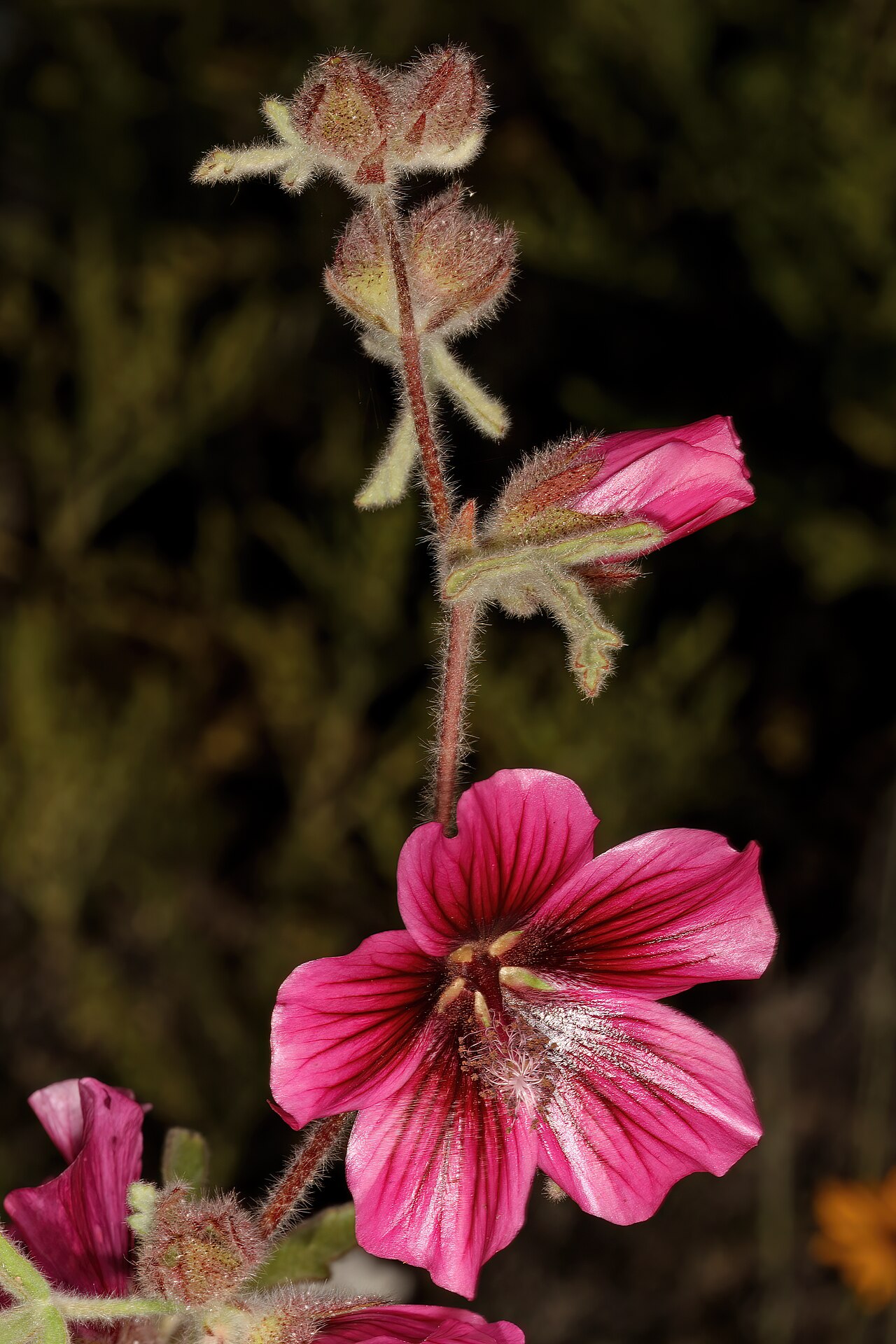 Anisodontea anomala: Anisodontea anomala , flowers; Ramskop Nature Reserve, Clanwilliam, Western Cape, South Africa