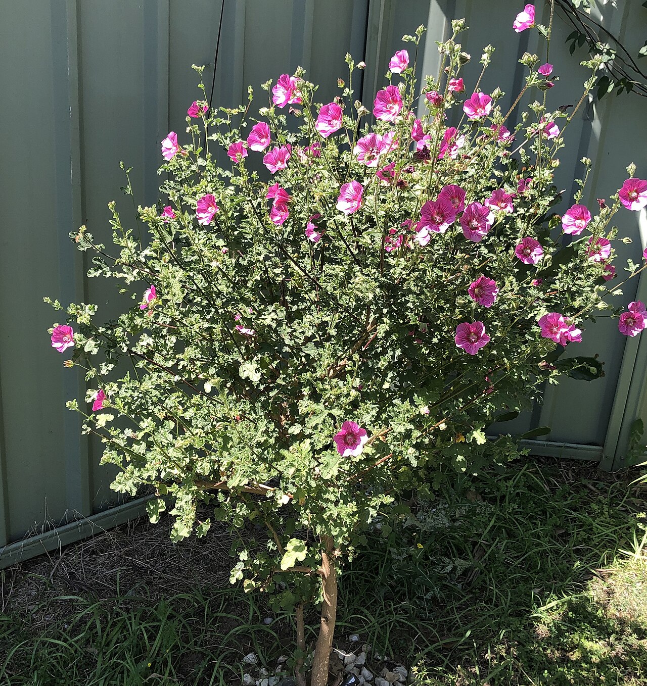 Cape African-queen: Pink flowers of African Mallow
