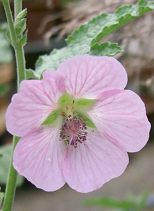 Cape African-queen: Anisodontea capensis