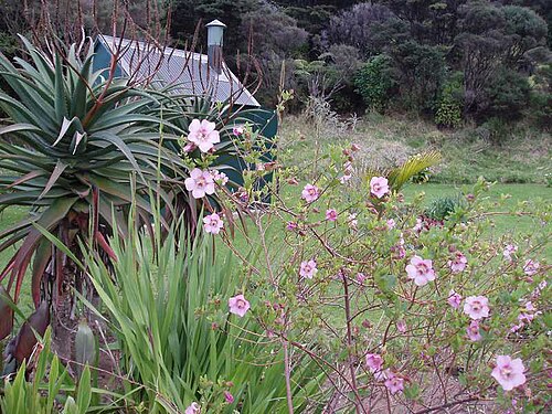 Cape African-queen (Anisodontea capensis)