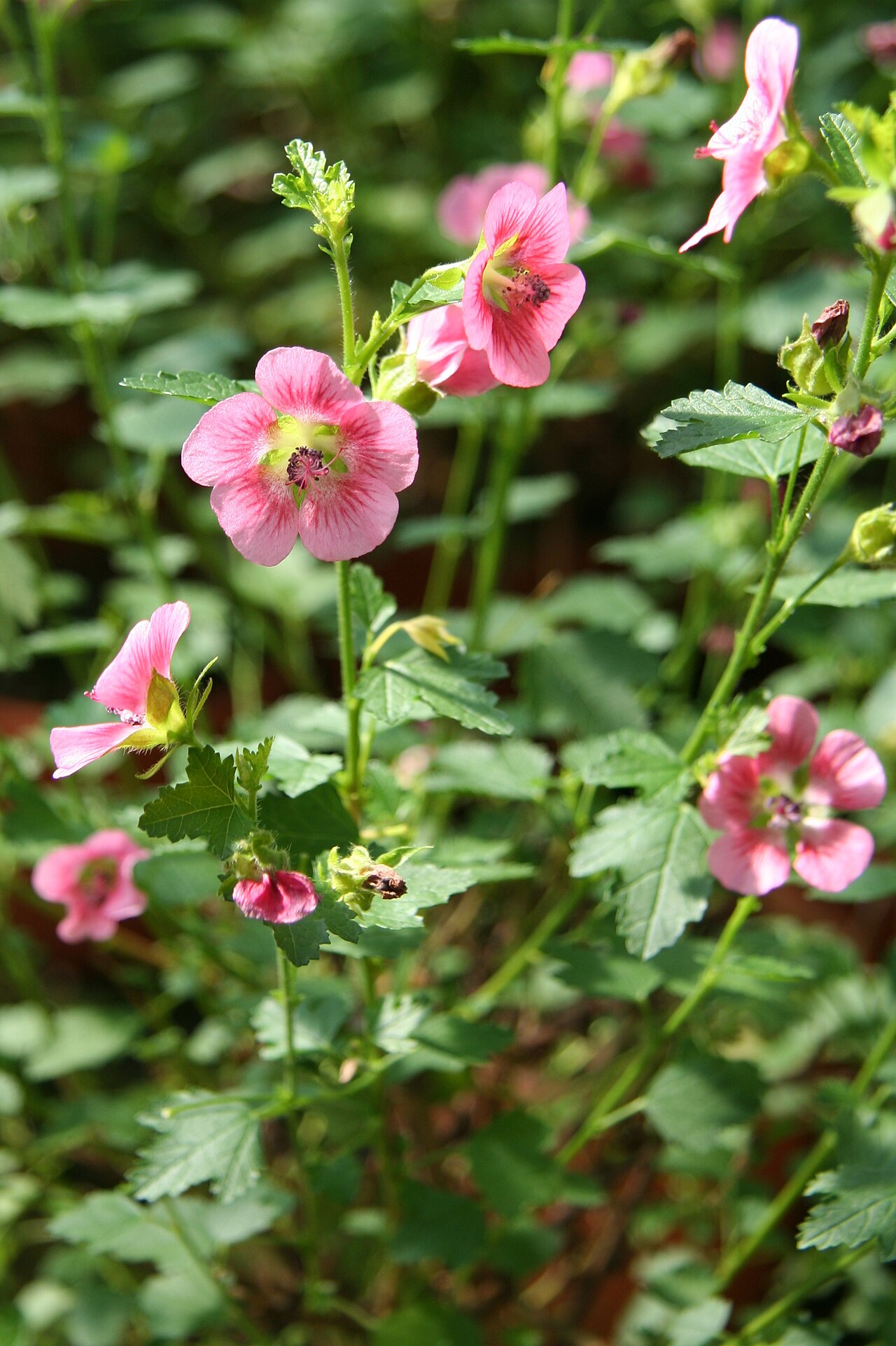 Cape African-queen: Anisodontea capensis