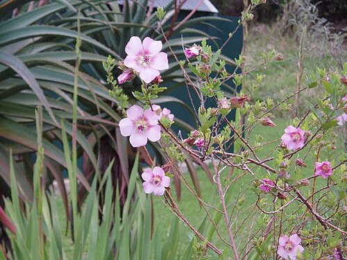 Cape African-queen (Anisodontea capensis)