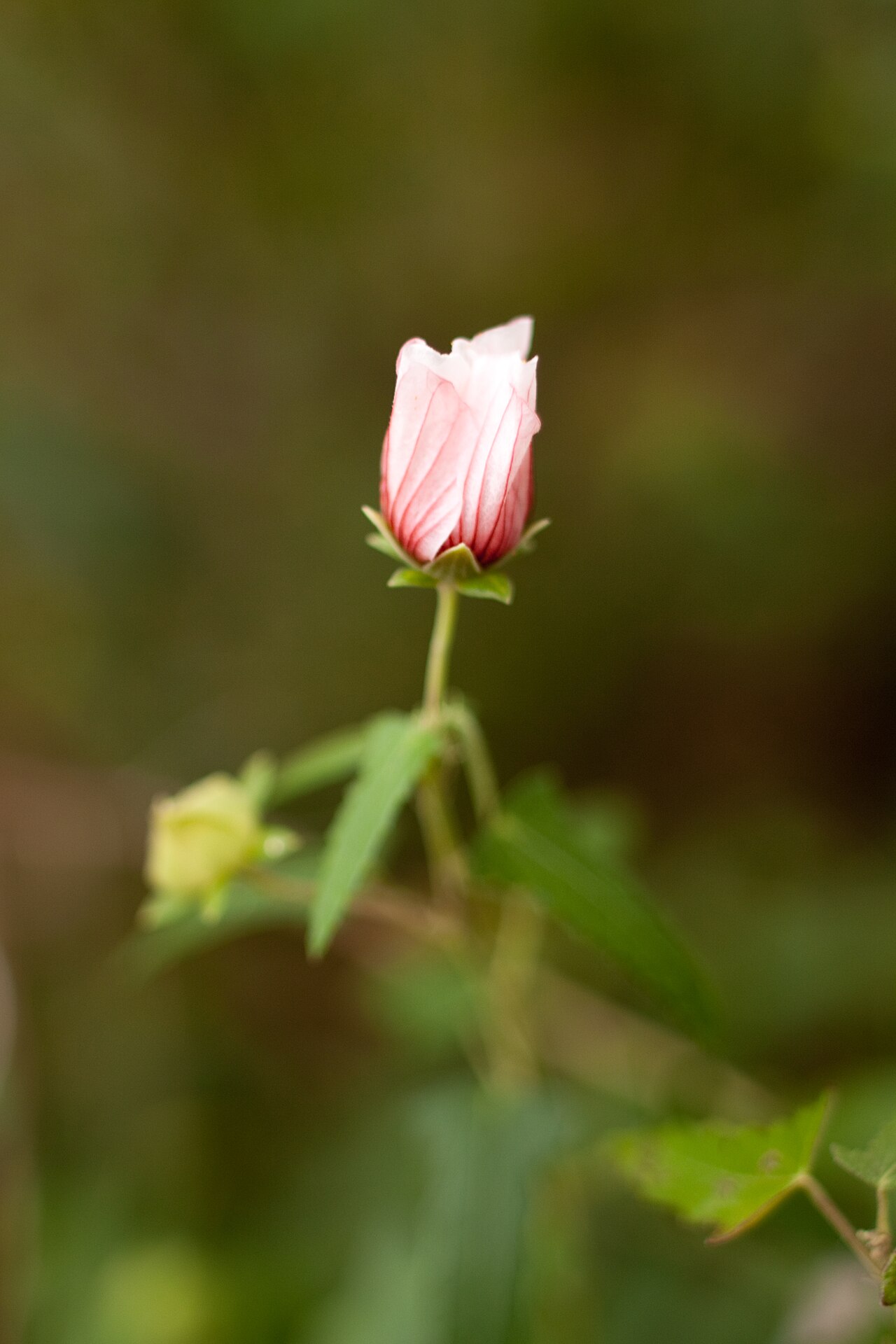Cape African-queen: Big-Pink, "Anisodontea capensis cv", アニソドンテア、ビッグピンク