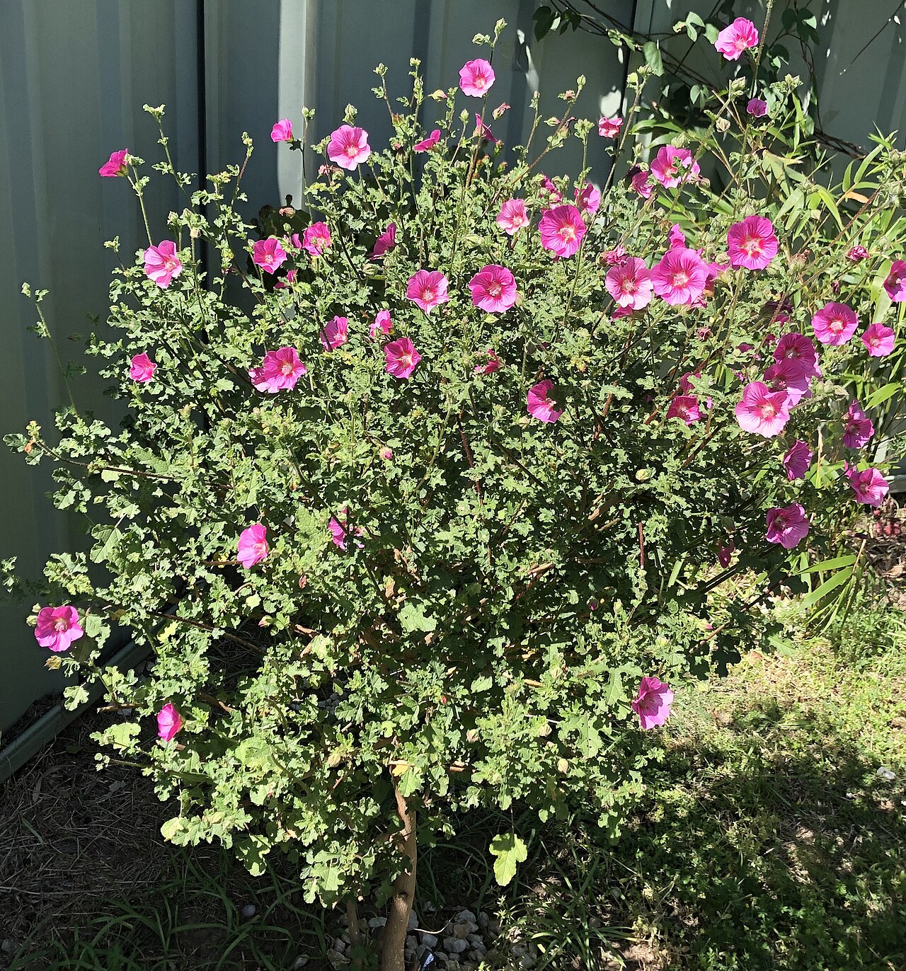 Cape African-queen: Cape Mallow pink flowering