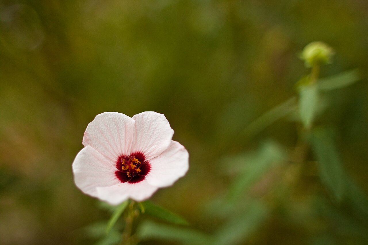 Cape African-queen: Big-Pink, "Anisodontea capensis cv", アニソドンテア、ビッグピンク