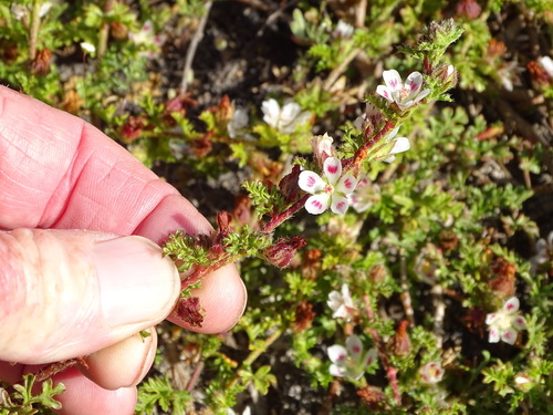 Anisodontea dissecta (Anisodontea dissecta)