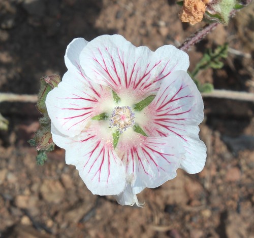 Anisodontea dissecta (Anisodontea dissecta)