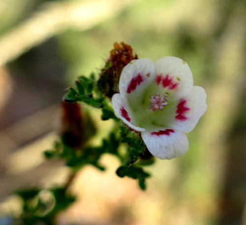 Anisodontea dissecta (Anisodontea dissecta)