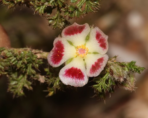 Anisodontea dissecta (Anisodontea dissecta)