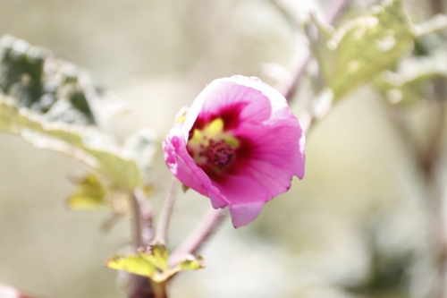Anisodontea julii (Anisodontea julii)