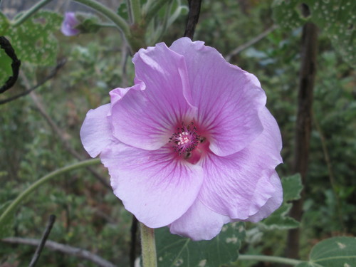 Anisodontea julii (Anisodontea julii)