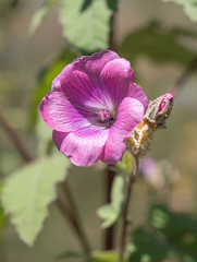Anisodontea julii (Anisodontea julii)