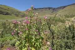 Anisodontea julii (Anisodontea julii)