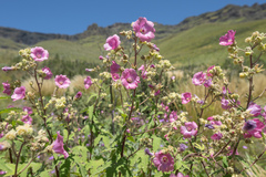 Anisodontea julii (Anisodontea julii)