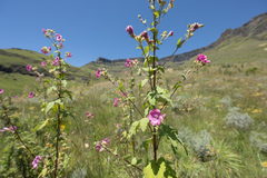Anisodontea julii (Anisodontea julii)