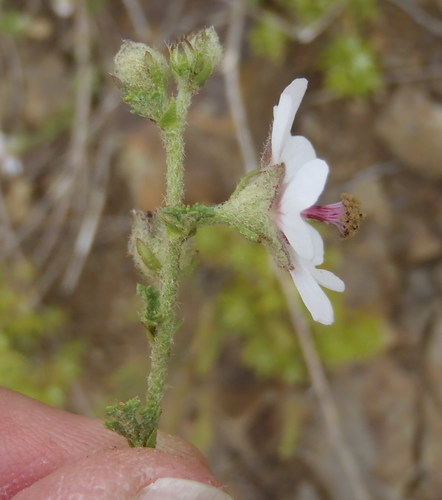Anisodontea malvastroides (Anisodontea malvastroides)