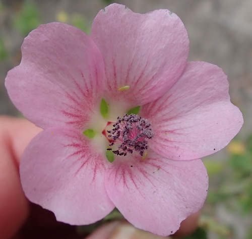 Anisodontea scabrosa (Anisodontea scabrosa)