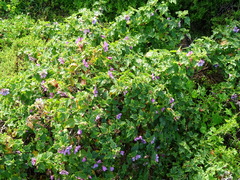 Anisodontea scabrosa (Anisodontea scabrosa)