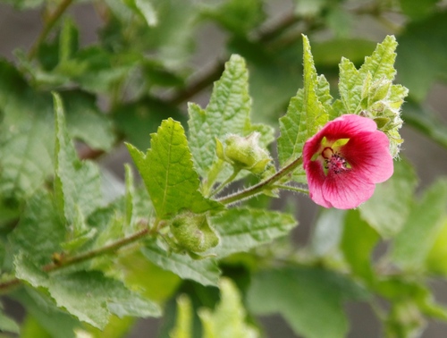 Anisodontea scabrosa (Anisodontea scabrosa)