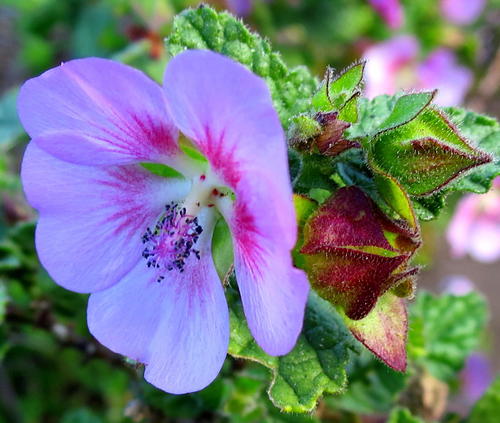 Anisodontea scabrosa (Anisodontea scabrosa)