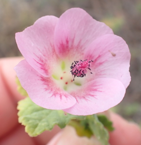 Anisodontea scabrosa (Anisodontea scabrosa)