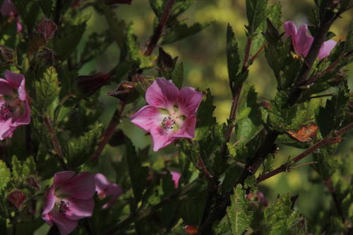 Anisodontea scabrosa (Anisodontea scabrosa)